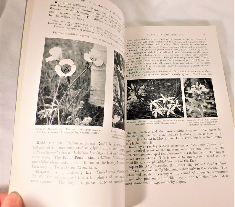 Plants of Rocky Mountain National Park by Ruth E Ashton SB 1933 Govenment Printing 156 Pgs B&W Photos Vintage Flower Book image 9