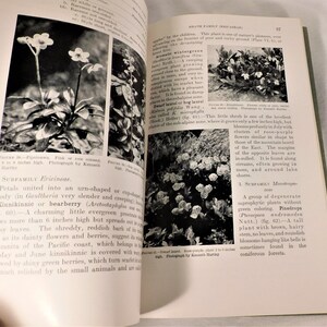 Plants of Rocky Mountain National Park by Ruth E Ashton SB 1933 Govenment Printing 156 Pgs B&W Photos Vintage Flower Book image 7
