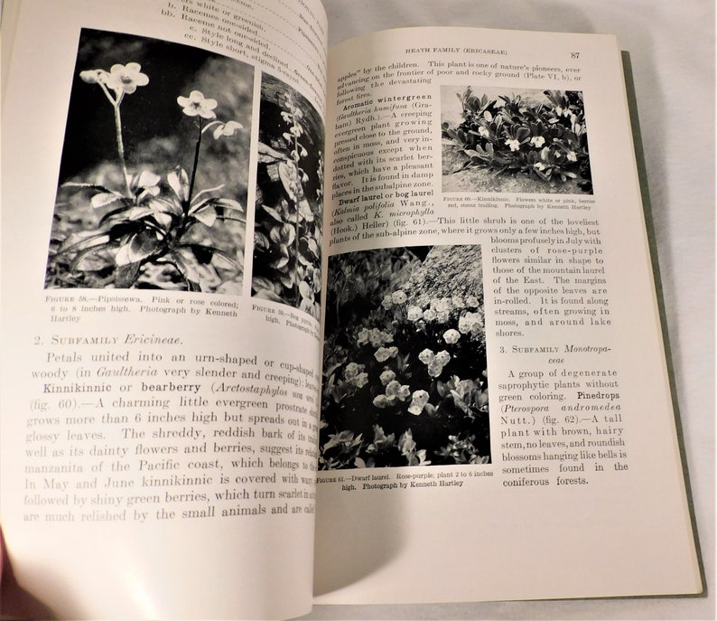 Plants of Rocky Mountain National Park by Ruth E Ashton SB 1933 Govenment Printing 156 Pgs B&W Photos Vintage Flower Book image 7