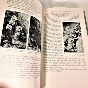 Plants of Rocky Mountain National Park by Ruth E Ashton SB 1933 Govenment Printing 156 Pgs B&W Photos Vintage Flower Book image 10