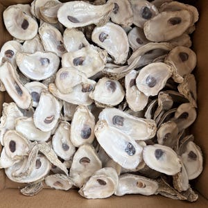 May include: A box filled with numerous oyster shells. The shells are primarily off-white with a pearlescent sheen, and some have dark, oval-shaped markings. The shells vary in size and shape, creating a textured, natural display.