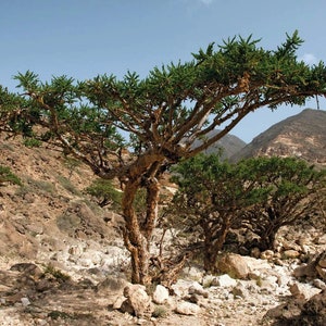 May include: A large, gnarled tree with green leaves grows in a rocky, arid landscape. The tree has a thick trunk and branches that spread out in all directions. The background is a mountain range with a blue sky.