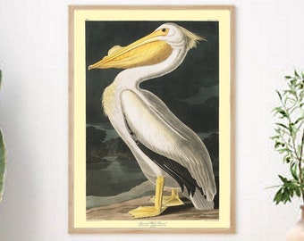 Audubon Pelican Bird,  Vintage Bird Print, Coastal Decor Art, Audubon Bird, Kitchen Wall Art, Pelican Bird Print, Beach House Art Print