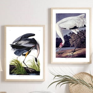 Graureiher, Vintage Vogel Print Set, Audubon Vogel Poster, Reiher Druck, Singkranich, Kranich, Vogel Wandkunst, Geschenk für neues Zuhause