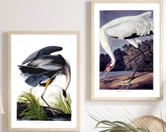 May include: Two framed prints of bird illustrations. The print on the left shows a Great Blue Heron with blue and gray feathers standing in a marsh. The print on the right shows a Whooping Crane with white feathers standing in a marsh.