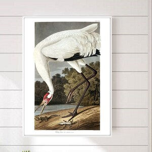 Singkranich Digital Art, Kranich, Kranich, Audubon Drucke, Audubon Poster, Audubon Poster, Kranich Vögel, Kranich Kunst