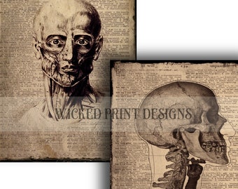 May include: Two vintage anatomical illustrations on a textured background. The first image shows a detailed drawing of the muscles of the human head and neck. The second image shows a detailed drawing of the human skull and neck bones.