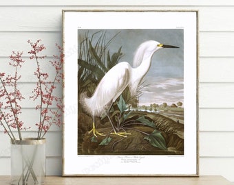 Snowy Heron Digital Art, White Egret Wall Art, Vintage Bird 1900's, Audubon crane, Audubon birds, Vintage Coastal Prints, Beach House Art