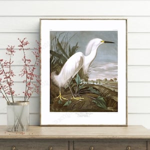 Snowy Heron Digital Art, White Egret Wall Art, Vintage Bird 1900&#39;s, Audubon crane, Audubon birds, Vintage Coastal Prints, Beach House Art