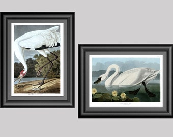Whooping Crane Art, Great American Swan Digital Wall Art, Swan and Hooping Crane, Audubon Birds, Vintage Coastal Prints, Beach House Art