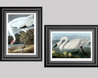 May include: Two framed prints of birds. The first print shows a white crane with a red head and black wingtips standing on a riverbank. The second print shows a white swan swimming in a lake with yellow lily pads.