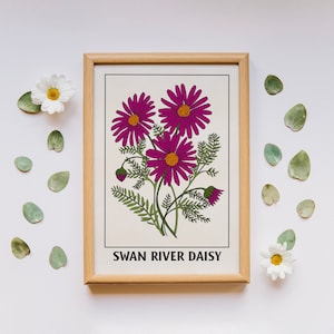 Impressão de arte simples de Swan River Daisy, arte para download, impressão botânica, decoração de casa Cottagecore, impressão de botânica, arte de parede floral