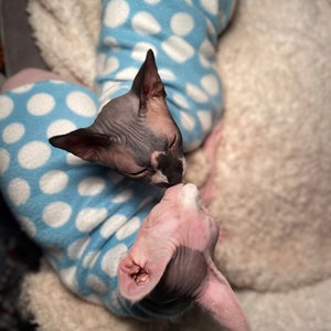 Bubbly Blue - Cat Sweater