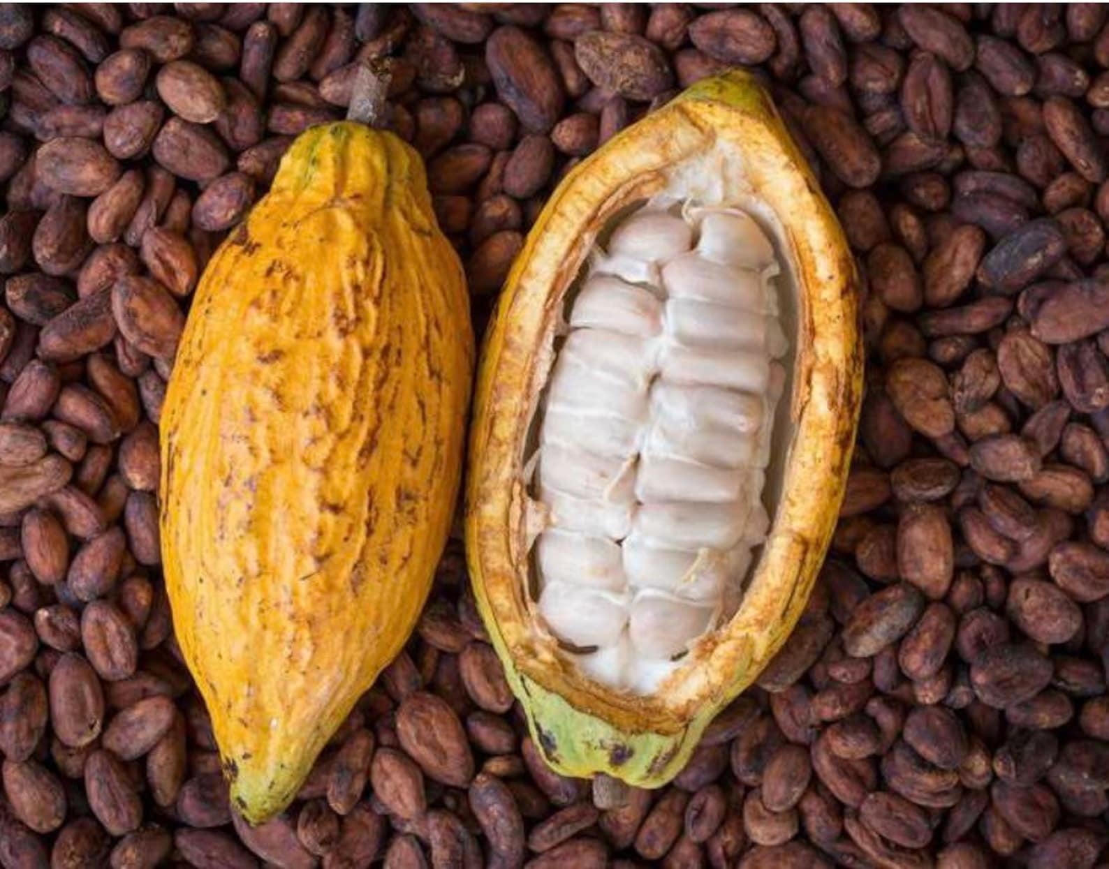 100 All Natural JAMAICAN CHOCOLATE 516 Oz Bags 13.75 Etsy