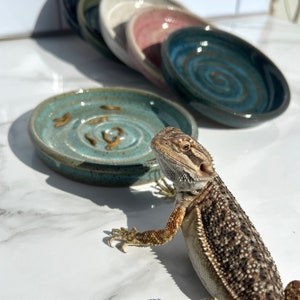 Lizard food bowl sales