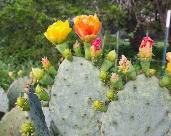 テキサスのウチワサボテンは黄色、オレンジ、赤の花を咲かせます