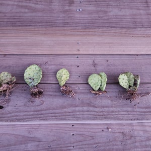 NATURAL rooted Wild Texas Prickly Pear Cactus