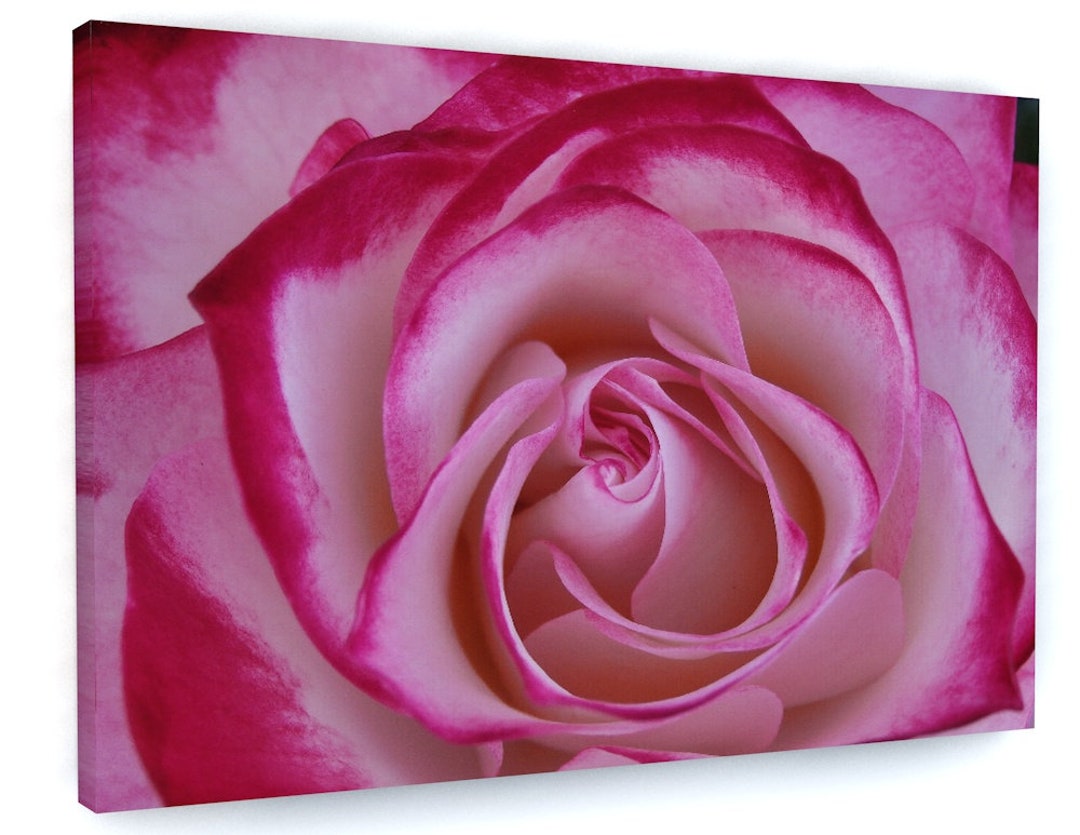 Pink Rose Flower Floral Framed Canvas Picture Print Wall Art #D497 ...