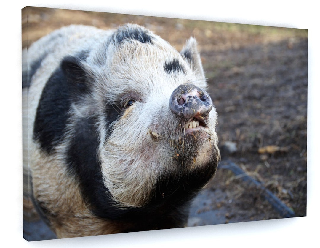 Pig Farm Animals Framed Canvas Picture Print Wall Art B299 Etsy UK