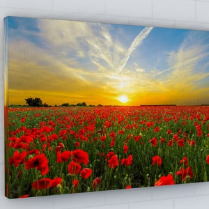 May include: A field of red poppies in full bloom against a bright, sunset sky. The sky is a mix of blue, yellow, and orange with wispy clouds.