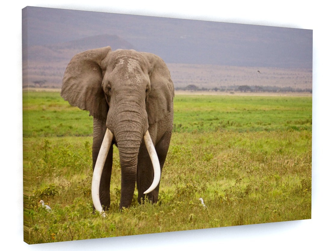 Elephant Animal Framed Canvas Picture Print Wall Art D381 Etsy