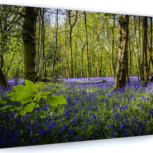 Bluebell Woods LANDSCAPE CANVAS Wall Art Print Picture 18mm frame 