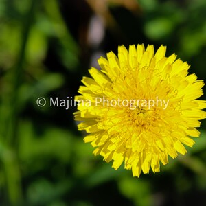 Yellow Flower