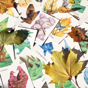 WilderWoven Tarot & PDF-guidebok bild 3