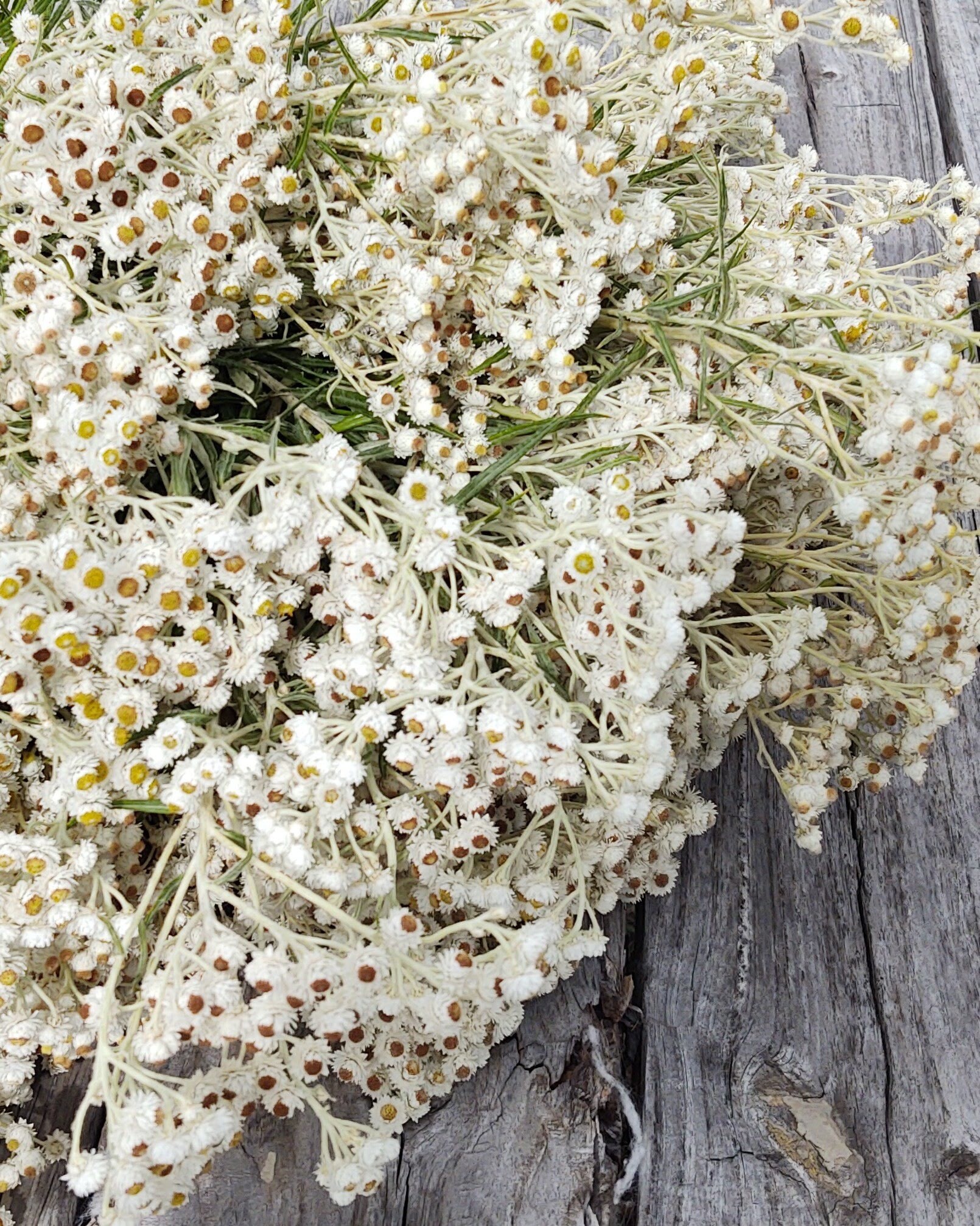 White Pearly Everlasting Dried Flower From Hurst Flower Etsy