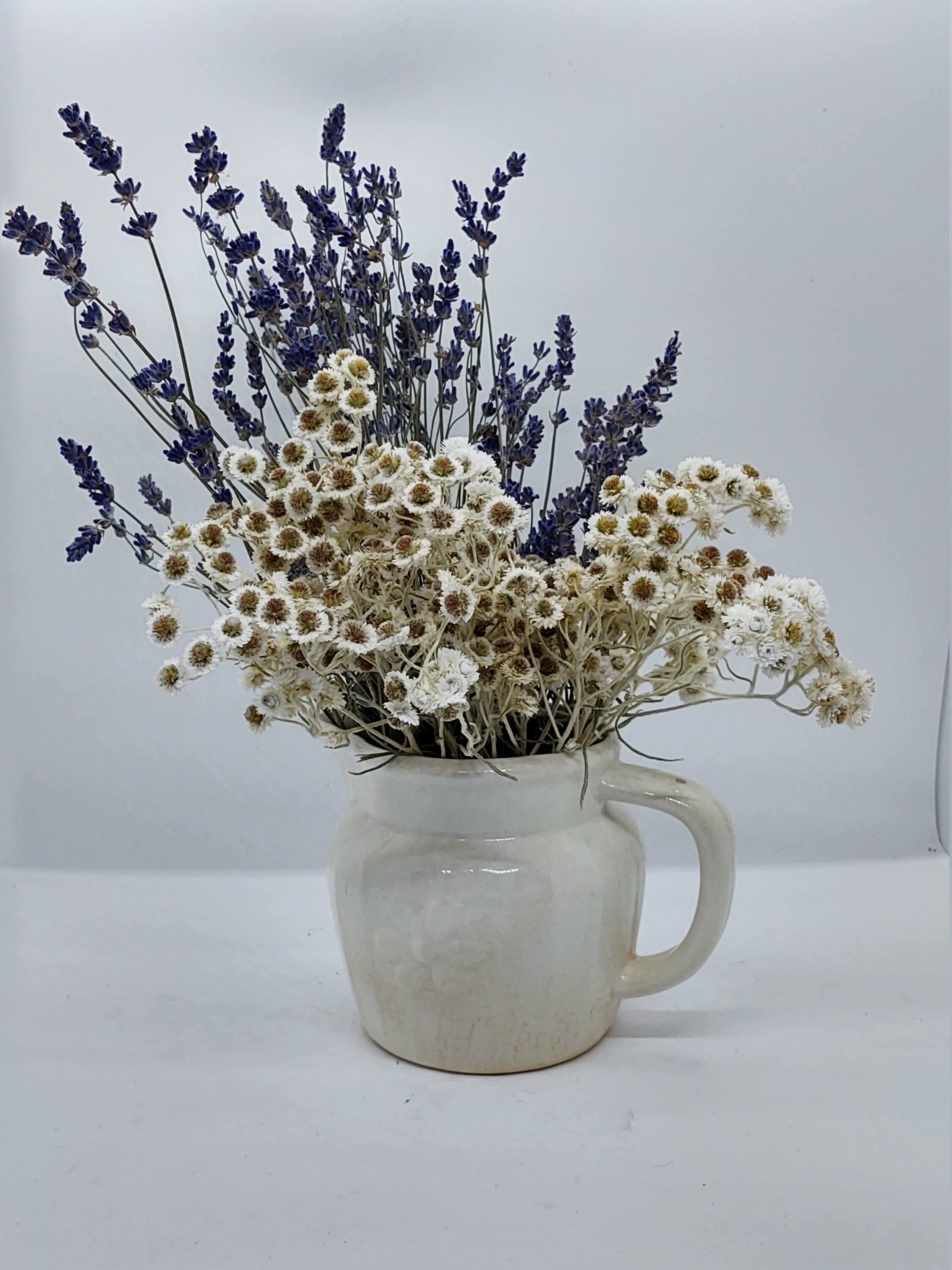 White Pearly Everlasting Dried Flower From Hurst Flower Etsy