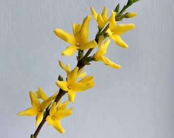 Cold porcelain Forsythia, Real touch flowers, artificial Forsythia, flower for Gift or home decor, Polymer clay forsythia