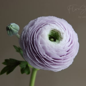 Real touch ranunculus  for home decor and interior Cold Porcelain Flowers for vase Botanical sculpture Artificial flower arrangement