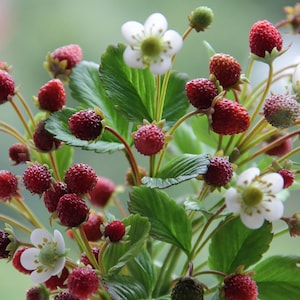 Handmade Wild Strawberry, Cold porcelain forest berry, Polymer clay, Real touch flower, Woodland arrangement, Country style, rustic