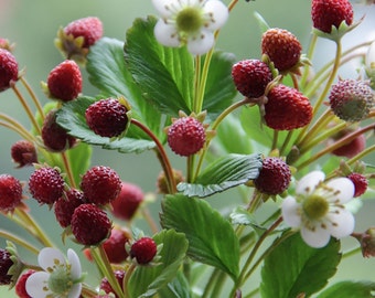 Fragole selvatiche fatte a mano, bacche di foresta in porcellana fredda, argilla polimerica, fiore dal tocco reale, disposizione dei boschi, stile country, rustico