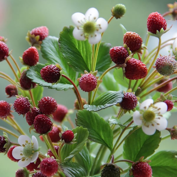 Handgemachte Walderdbeere, Kaltporzellan Waldbeere, Polymerton, Echte Note Blume, Waldarrangement, Landhausstil, rustikal