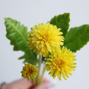 Handmade dandelions bouquet Cold Porcelain Flowers Botanical sculpture Artificial Dandelion