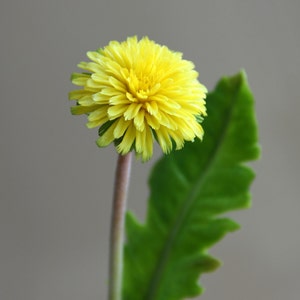 Cold Porcelain dandelion Handmade Flowers Botanical sculpture Artificial Dandelion