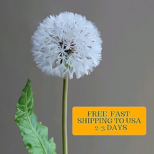 Real touch fluffy Dandelion  for home decor Cold Porcelain Flowers Botanical sculpture Artificial Dandelion