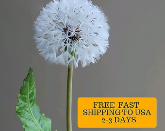 Real touch fluffy Dandelion  for home decor Cold Porcelain Flowers Botanical sculpture Artificial Dandelion