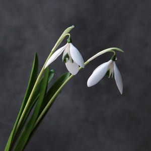 May include: Two white snowdrop flowers with delicate, drooping petals and green centres, attached to slender green stems with long, narrow, pointed leaves. Each flower features a small water droplet on its tip, set against a dark grey background.