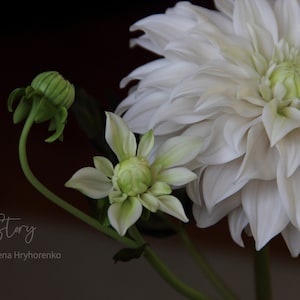 Cold Porcelain Dahlia: Realistic Handmade Clay Flower, Gift for Mom