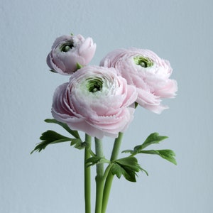 Real touch ranunculus bouquet for home decor and interior Cold Porcelain Flowers  Botanical sculpture Artificial flower arrangement