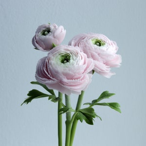 Real touch ranunculus bouquet for home decor and interior Cold Porcelain Flowers Botanical sculpture Artificial flower arrangement zdjęcie 1