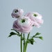 see more listings in the Ranunculus ColdPorcelain section