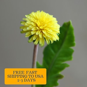 Cold Porcelain dandelion Handmade Flowers Botanical sculpture Artificial Dandelion