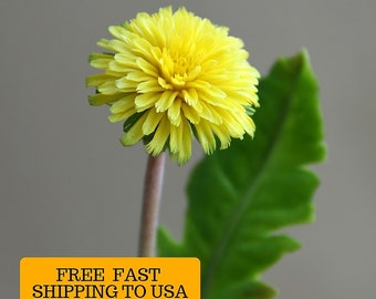 Kalte Porzellan Pusteblume Handgemachte Blumen Botanische Skulptur Knstliche  Pusteblume - Etsy.de