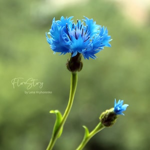 Cornflower, Cold porcelain flower, Wild flower bouquet, artificial cornflower