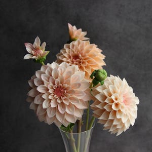 Puede incluir: Un ramo de flores de dalia color melocotón en un jarrón de cristal transparente. Las flores tienen múltiples capas de pétalos, con un centro rosa más oscuro. El fondo es gris oscuro.