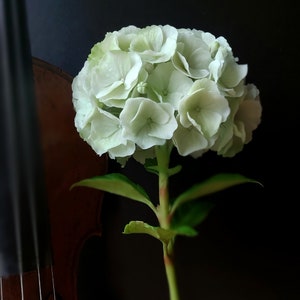 Hydrangea, Cold porcelain flowers, Real touch flowers, artificial hydrangea, hydrangea for Gift or home decor