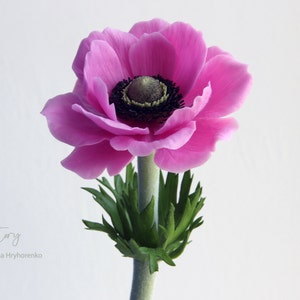 Cold Porcelain Anemone. Pink anemone Flower, Botanical sculpture Artificial anemone